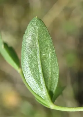 Calea uniflora Less.