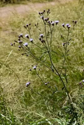 Chromolaena squarrosoramosa (Hieron.) R.M.King & H.Rob.