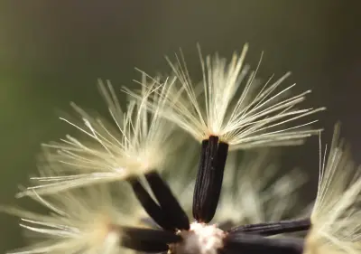 Hieracium palezieuxii Zahn