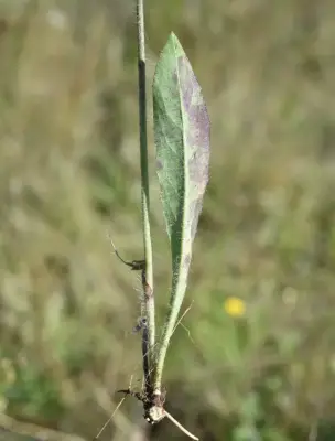 Hieracium palezieuxii Zahn