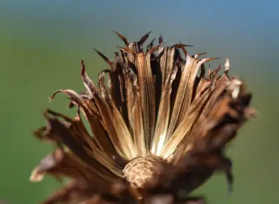 Isostigma peucedanifolium var. crithmifolium (Less.) Guad.Peter
