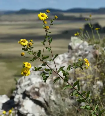 Aldama breviflosculosa (S.F.Blake) E.E.Schil. & Panero