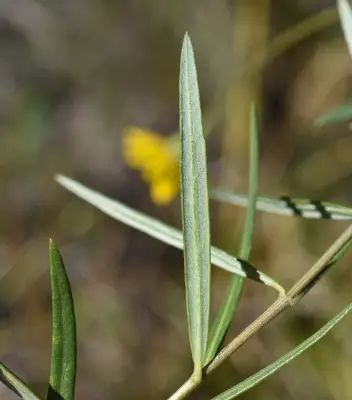 Aldama tuberosa (Griseb.) E.E.Schil. & Panero
