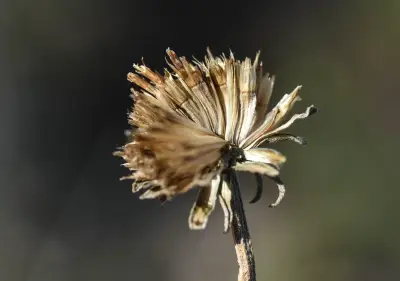Aldama tuberosa (Griseb.) E.E.Schil. & Panero
