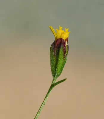 Schkuhria pinnata (Lam.) Kuntze ex Thell.