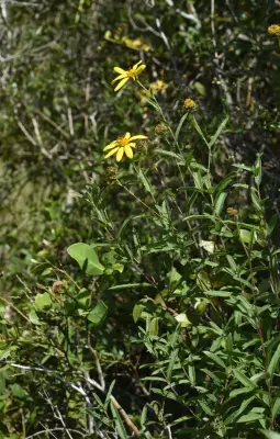 Aldama anchusifolia var. anchusifolia