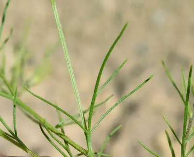 Schkuhria pinnata (Lam.) Kuntze ex Thell.