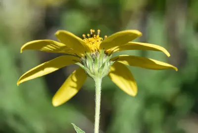 Aldama anchusifolia var. anchusifolia