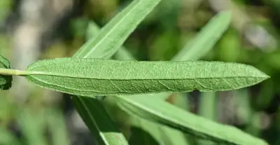 Aldama anchusifolia var. anchusifolia