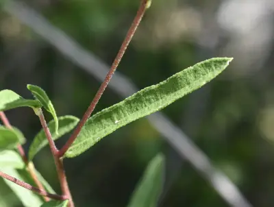 Aldama anchusifolia var. anchusifolia