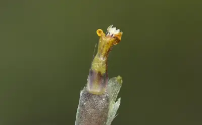 Aldama anchusifolia var. anchusifolia
