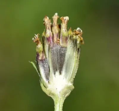 Aldama anchusifolia var. anchusifolia
