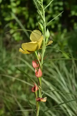 Ludwigia longifolia (DC.) H.Hara