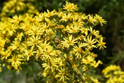 Senecio brasiliensis (Spreng.) Less.