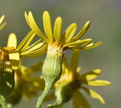 Senecio brasiliensis (Spreng.) Less.