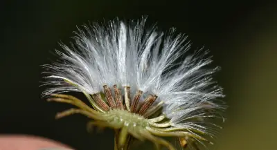 Senecio brasiliensis (Spreng.) Less.