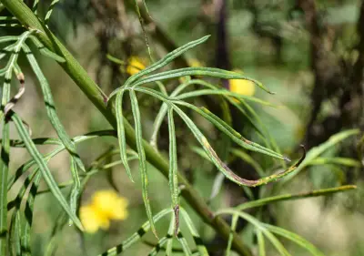 Senecio brasiliensis (Spreng.) Less.
