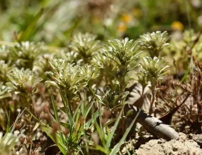 Micropsis spathulata (Pers.) Cabrera
