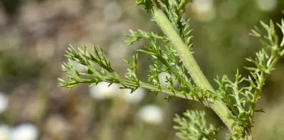 Cladanthus mixtus (L.) Chevall.