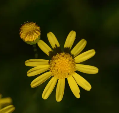 Senecio madagascariensis Poir.
