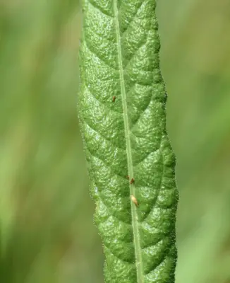 Vernonia echioides Less.