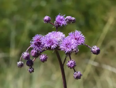 Vernonia echioides Less.