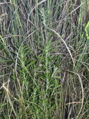 Gamochaeta simplicicaulis (Willd. ex Spreng.) Cabrera