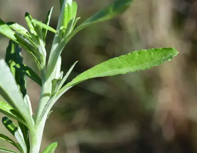 Gamochaeta simplicicaulis (Willd. ex Spreng.) Cabrera