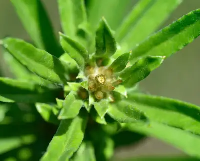 Gamochaeta simplicicaulis (Willd. ex Spreng.) Cabrera