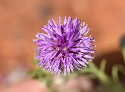 Lessingianthus brevifolius (Less.) H.Rob.