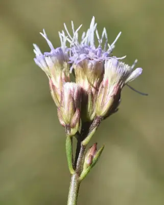 Chromolaena gentianoides (B.L.Rob.) R.M.King & H.Rob.
