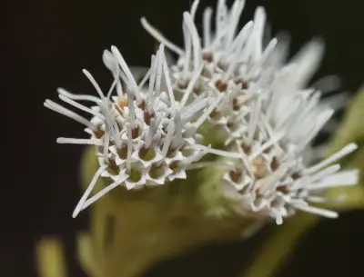 Austroeupatorium steviifolium (DC.) Mailhos & Bonif.