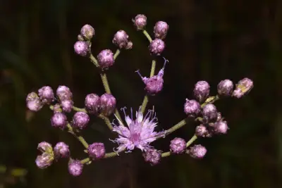 Vernonia echioides Less.