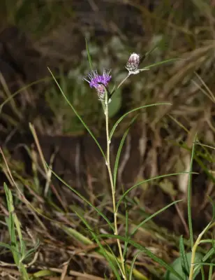 Lessingianthus laniferus (Cristóbal & Dematt.) M.B.Angulo