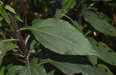 Helianthus tuberosus L.