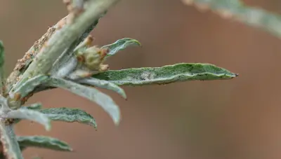 Gamochaeta calviceps (Fernald) Cabrera