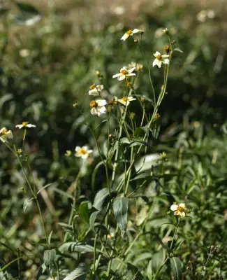Bidens aurea (Aiton) Sherff
