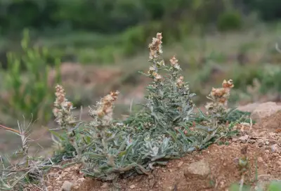Gamochaeta calviceps (Fernald) Cabrera