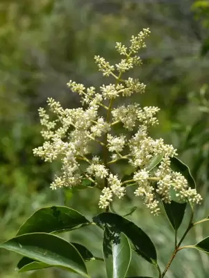 Ligustrum lucidum W.T.Aiton