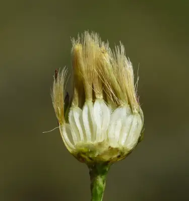 Symphyotrichum squamatum (Spreng.) G.L.Nesom