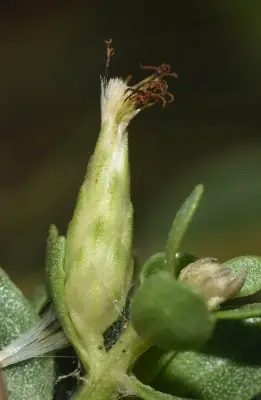 Baccharis sessiliflora Vahl