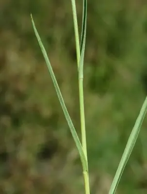 Symphyotrichum squamatum (Spreng.) G.L.Nesom