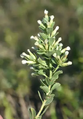Baccharis sessiliflora Vahl