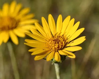 Trichocline heterophylla (Spreng.) Less.