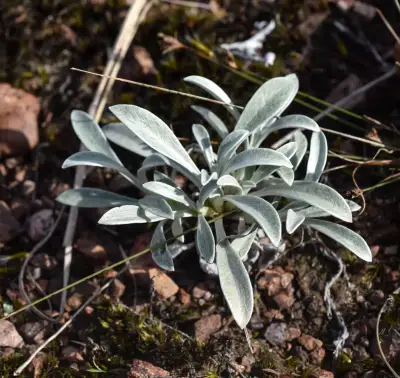 Gamochaeta stachydifolia (Lam.) Cabrera