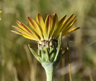 Trichocline heterophylla (Spreng.) Less.