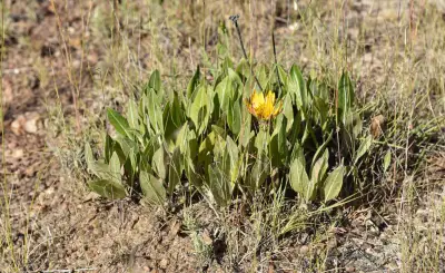 Trichocline heterophylla (Spreng.) Less.