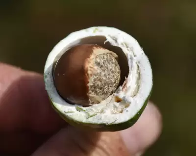 Labatia salicifolia (Spreng.) Mart.