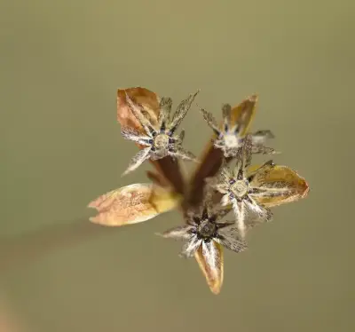 Schkuhria pinnata (Lam.) Kuntze ex Thell.