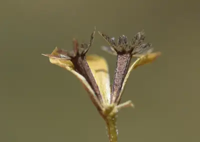 Schkuhria pinnata (Lam.) Kuntze ex Thell.
